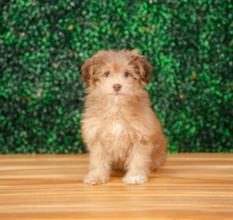 10 week old Havapoo Puppy For Sale - Puppy Love PR