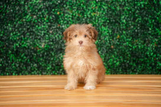 Havapoo Puppy for Adoption