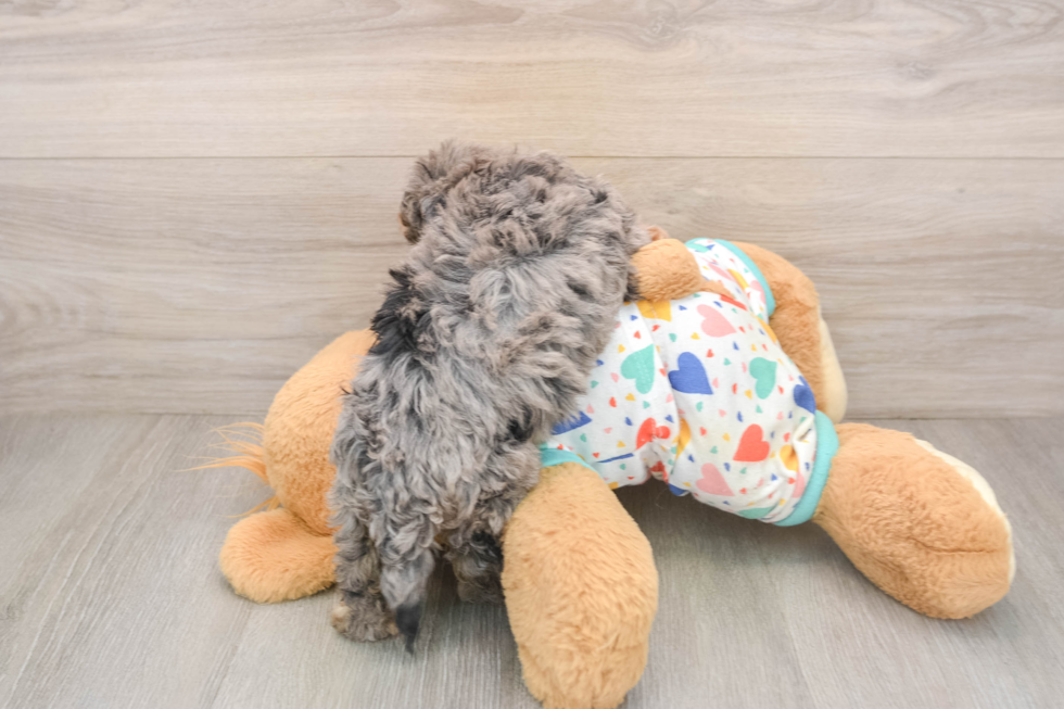Hypoallergenic Havadoodle Poodle Mix Puppy