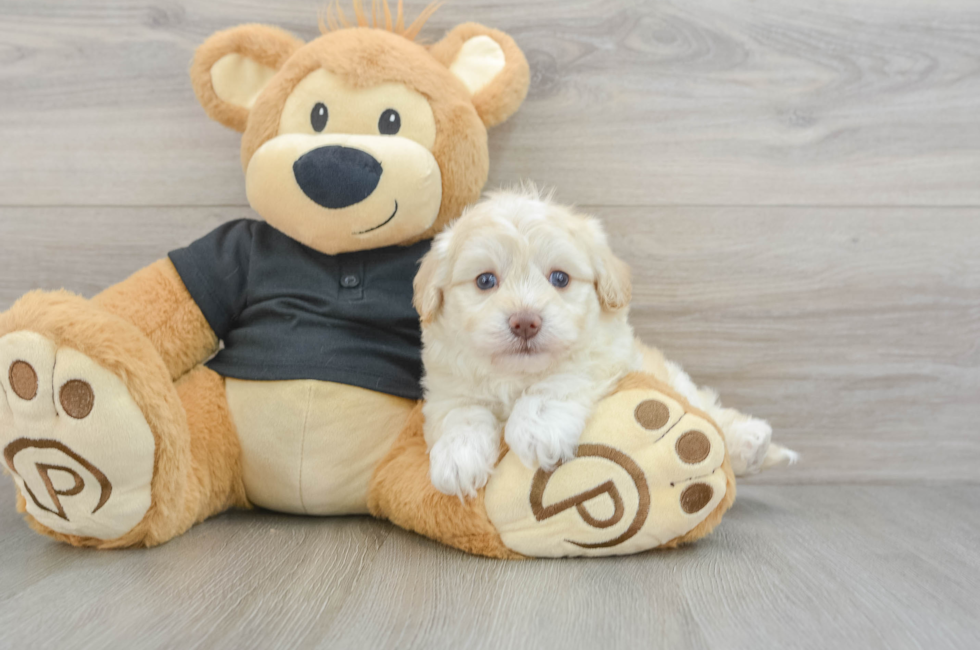 5 week old Havapoo Puppy For Sale - Puppy Love PR