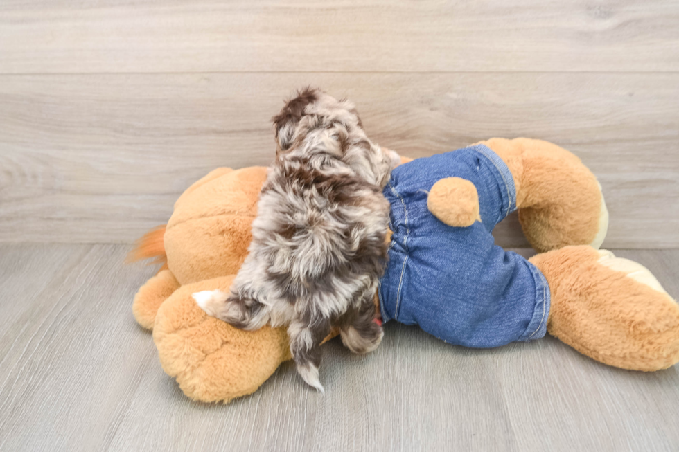 Popular Havapoo Poodle Mix Pup