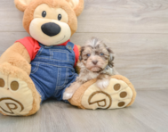 9 week old Havapoo Puppy For Sale - Puppy Love PR