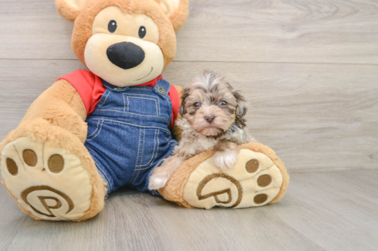 Petite Havapoo Poodle Mix Pup