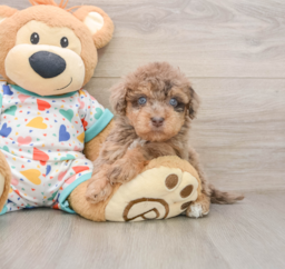 8 week old Havapoo Puppy For Sale - Puppy Love PR