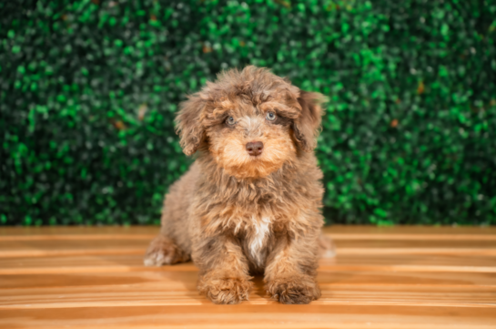 Havapoo Pup Being Cute