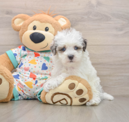 8 week old Havapoo Puppy For Sale - Puppy Love PR