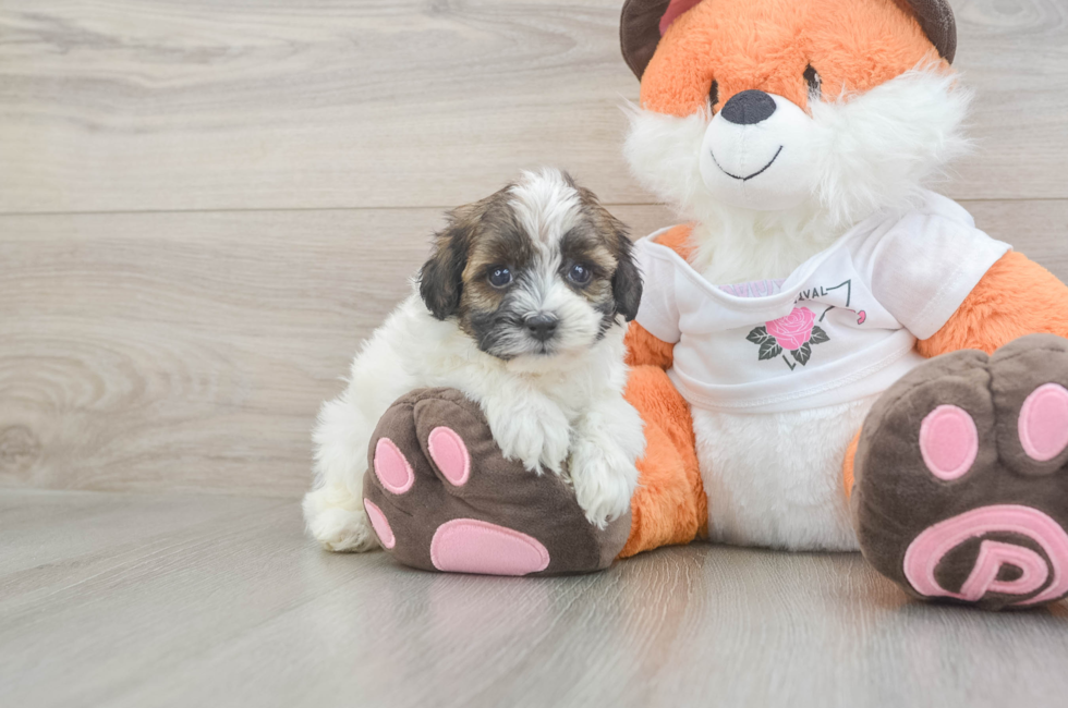5 week old Havapoo Puppy For Sale - Puppy Love PR