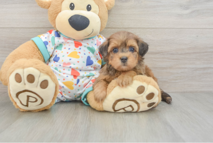 Cute Havapoo Baby