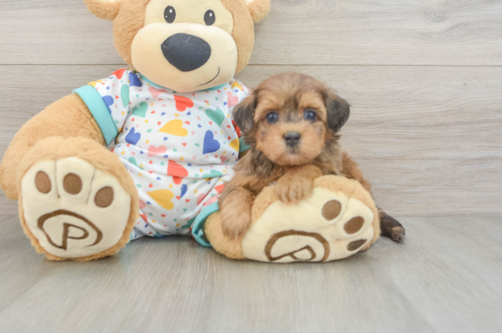 6 week old Havapoo Puppy For Sale - Puppy Love PR