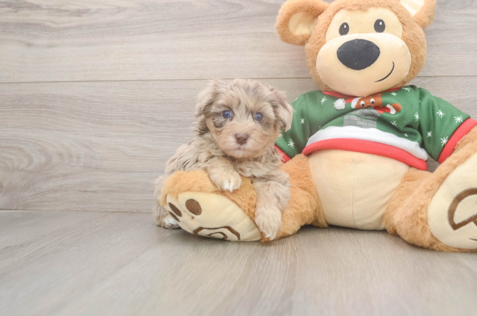 5 week old Havapoo Puppy For Sale - Puppy Love PR