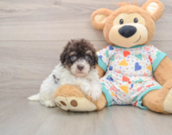 8 week old Havapoo Puppy For Sale - Puppy Love PR