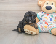 7 week old Havapoo Puppy For Sale - Puppy Love PR