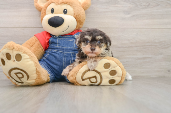 Petite Havapoo Poodle Mix Pup