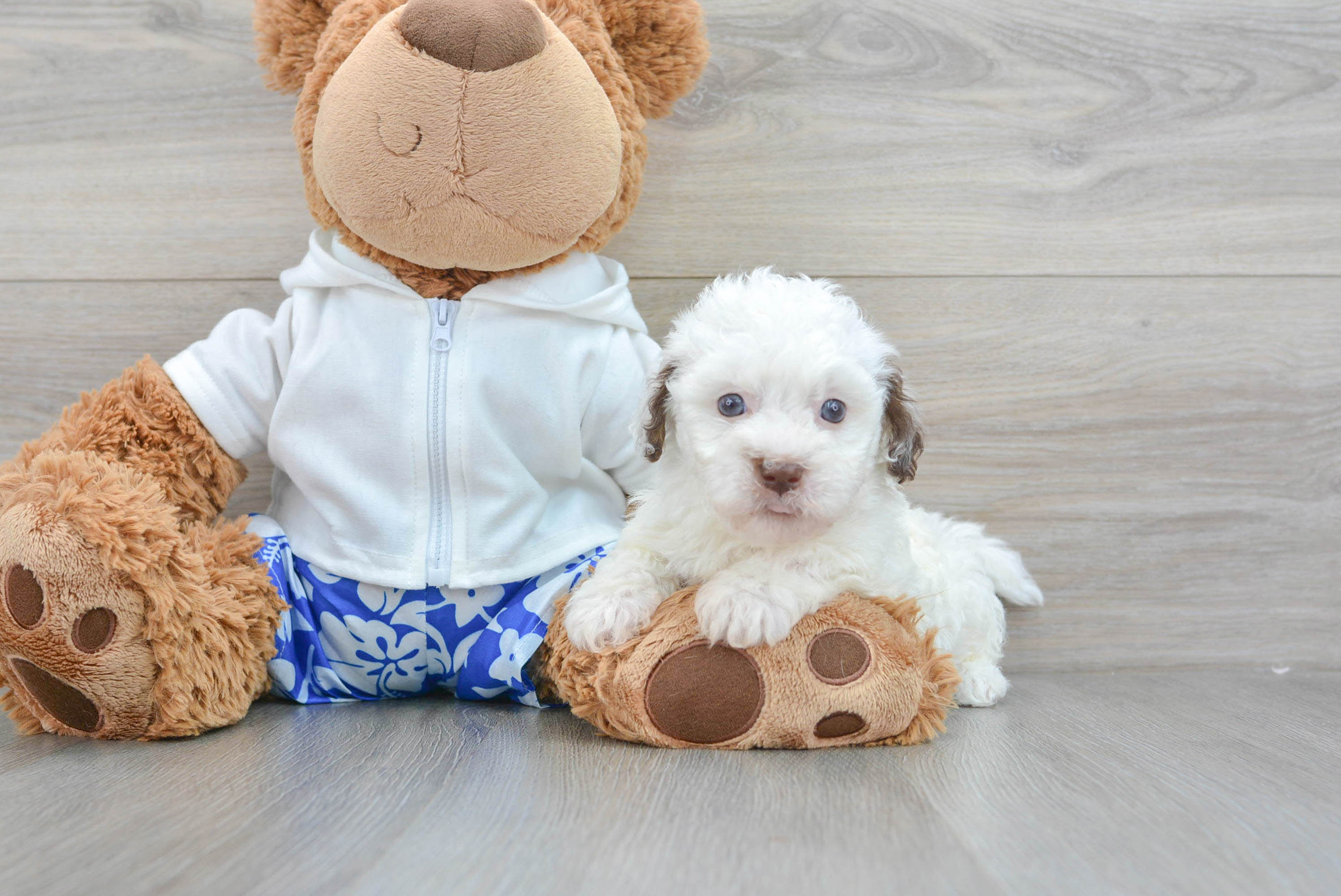 Popular Havapoo Poodle Mix Pup