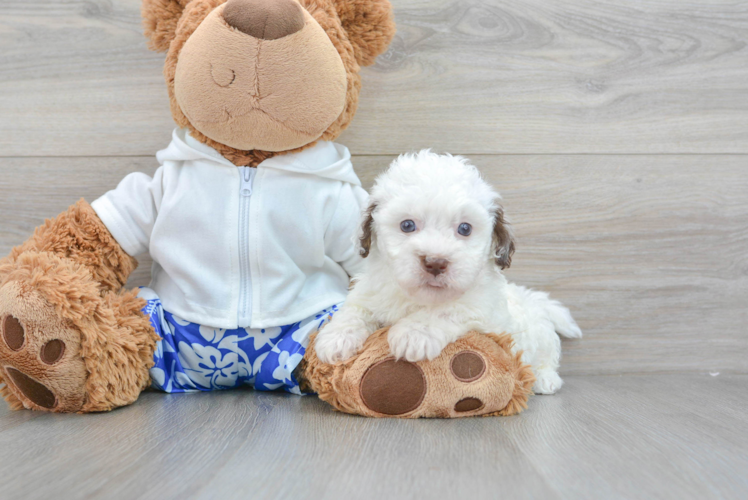 Meet Enrique - our Havapoo Puppy Photo 1/3 - Puppy Love PR Popular Havapoo Poodle Mix Pup