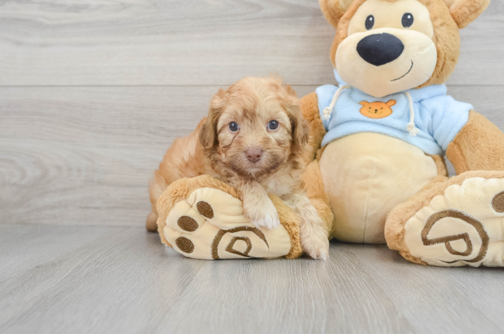 6 week old Havapoo Puppy For Sale - Puppy Love PR
