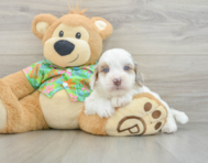 8 week old Havapoo Puppy For Sale - Puppy Love PR