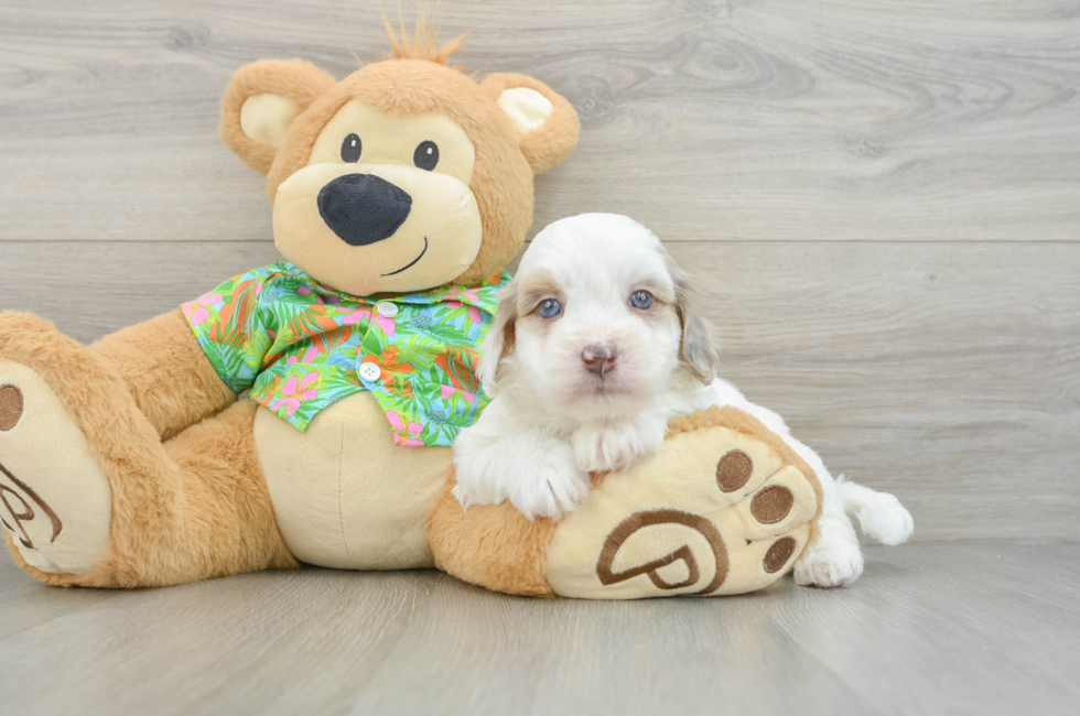 5 week old Havapoo Puppy For Sale - Puppy Love PR