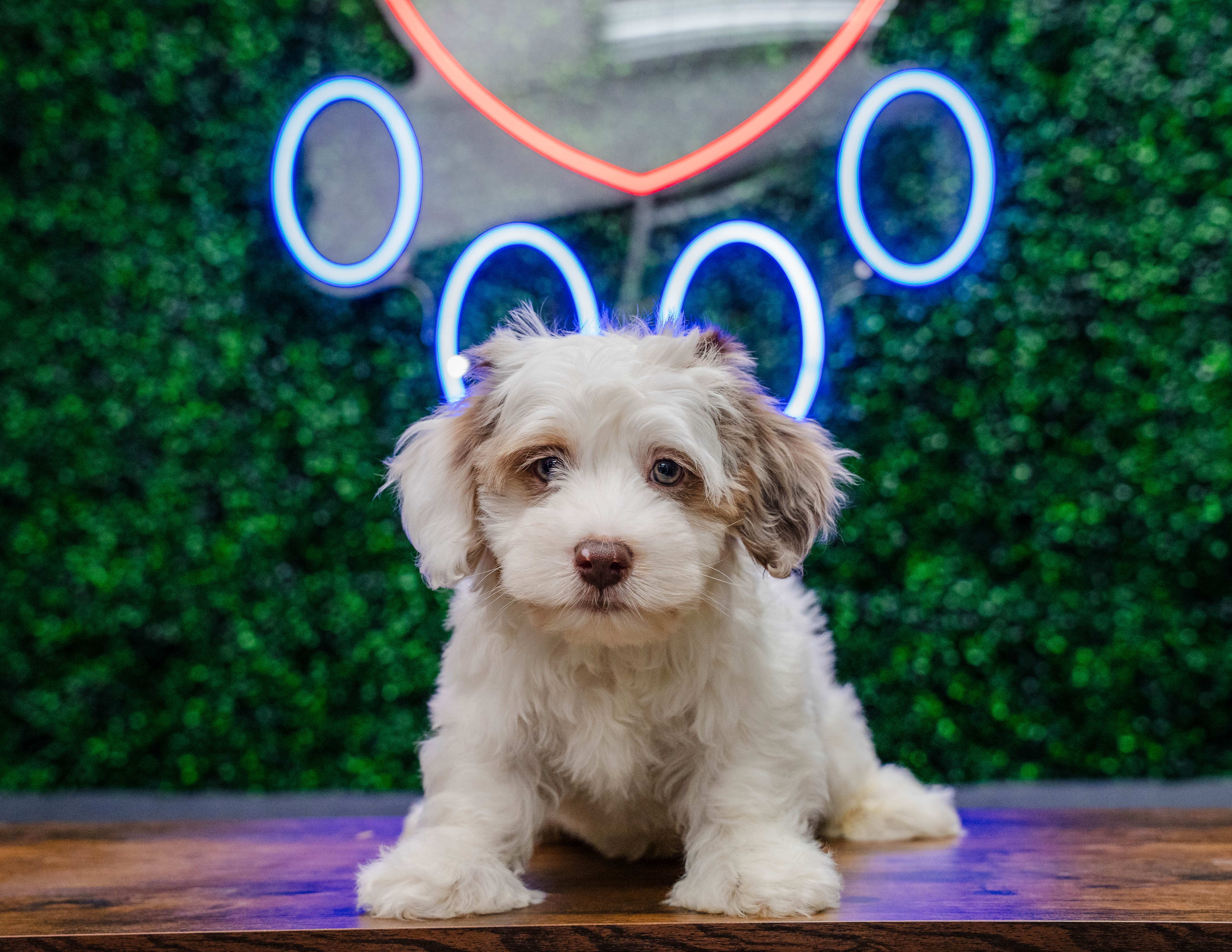 Cute Havapoo Baby