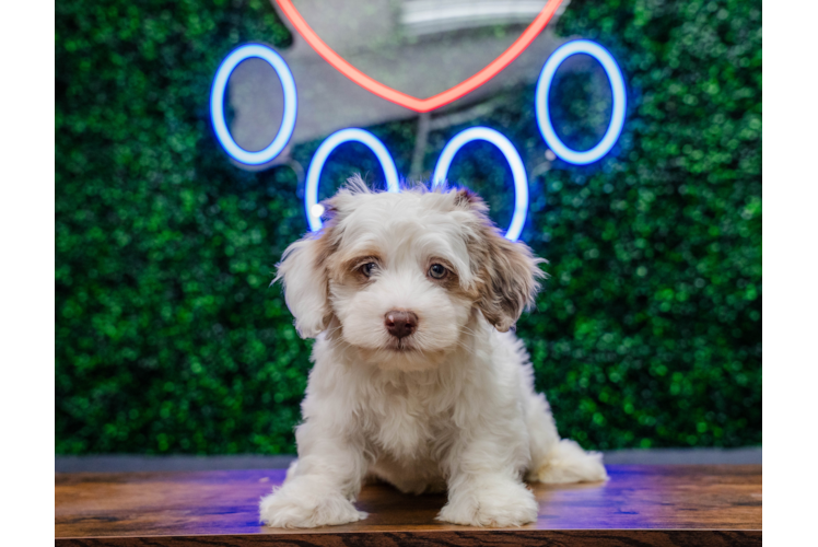 Meet Abraham R. Rodríguez-Pérez - our Havapoo Puppy Photo 1/4 - Puppy Love PR Cute Havapoo Baby