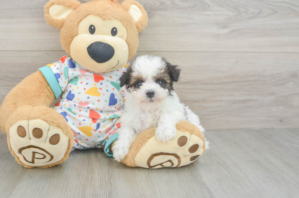 6 week old Havapoo Puppy For Sale - Puppy Love PR