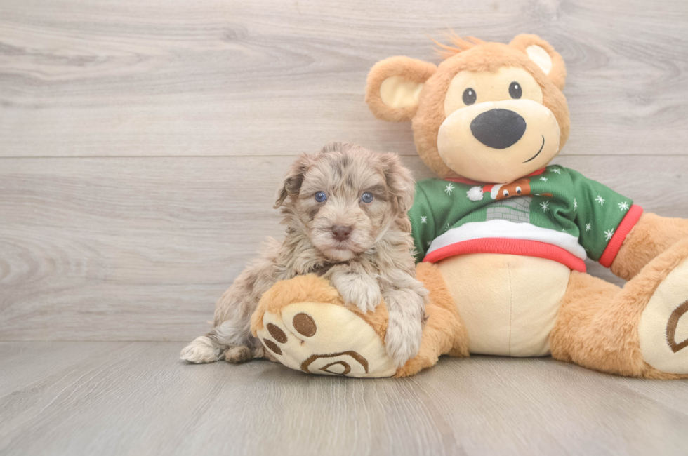 5 week old Havapoo Puppy For Sale - Puppy Love PR