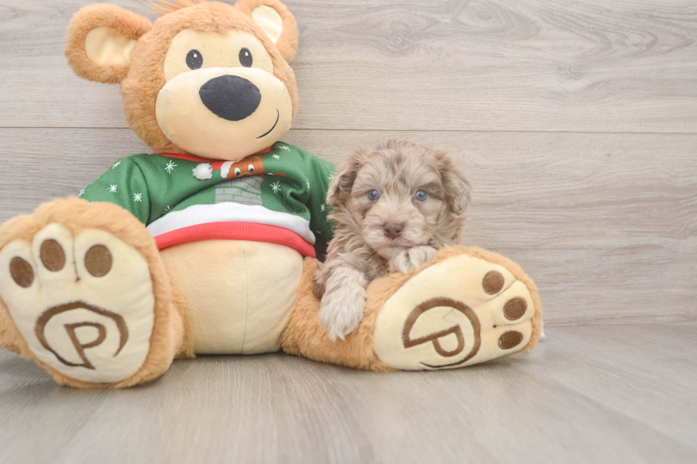 Energetic Havadoodle Poodle Mix Puppy