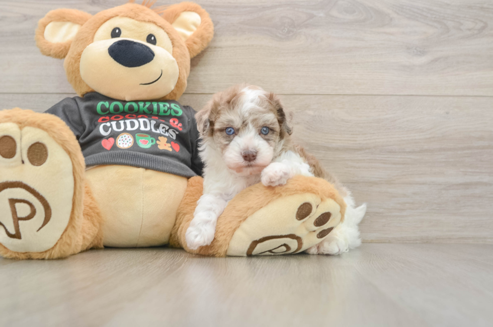 5 week old Havapoo Puppy For Sale - Puppy Love PR