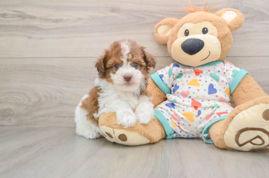 Smart Havapoo Poodle Mix Pup