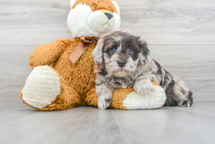 Meet Enrique - our Havapoo Puppy Photo 1/3 - Puppy Love PR Havapoo Puppy for Adoption