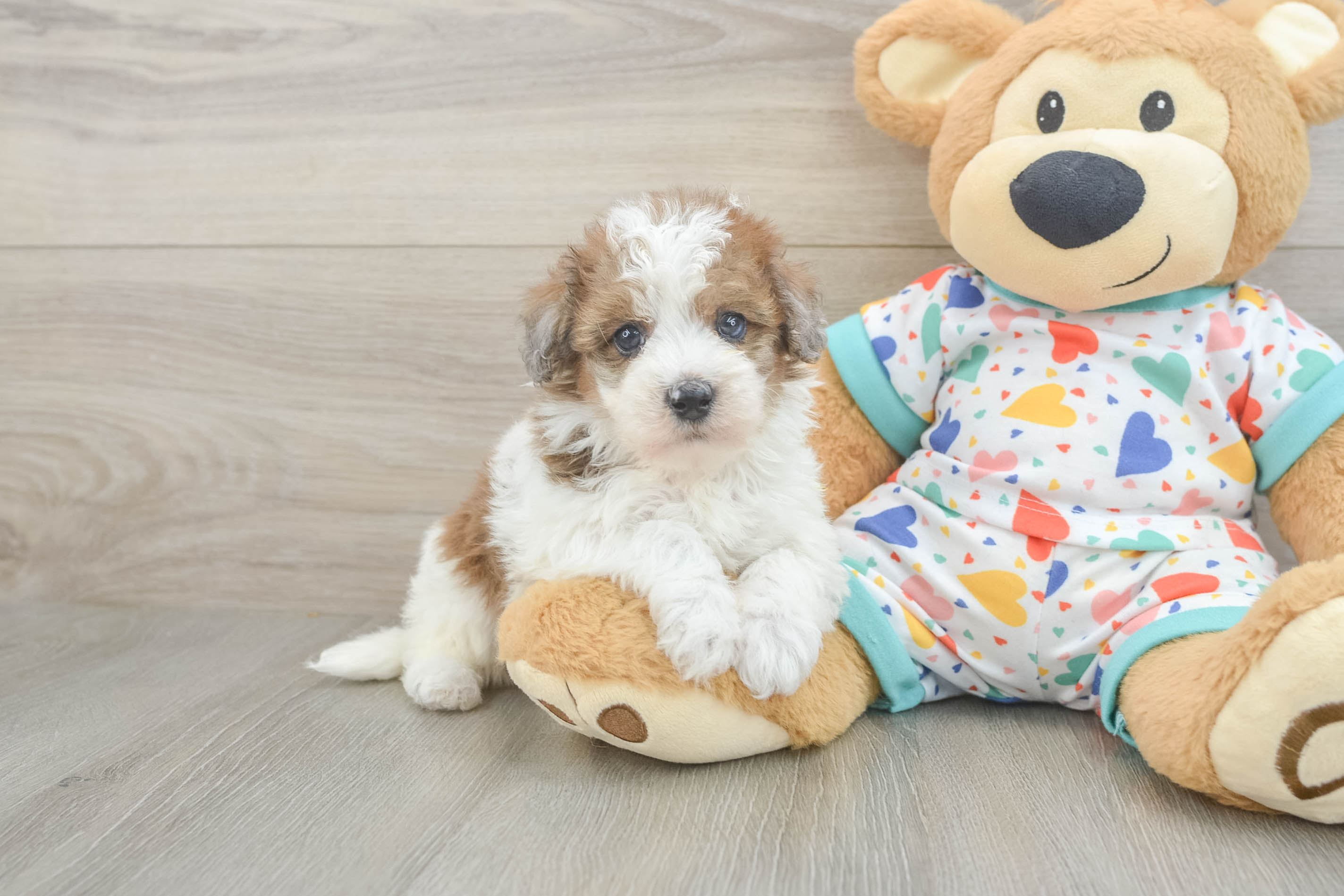 Havapoo Puppy for Adoption