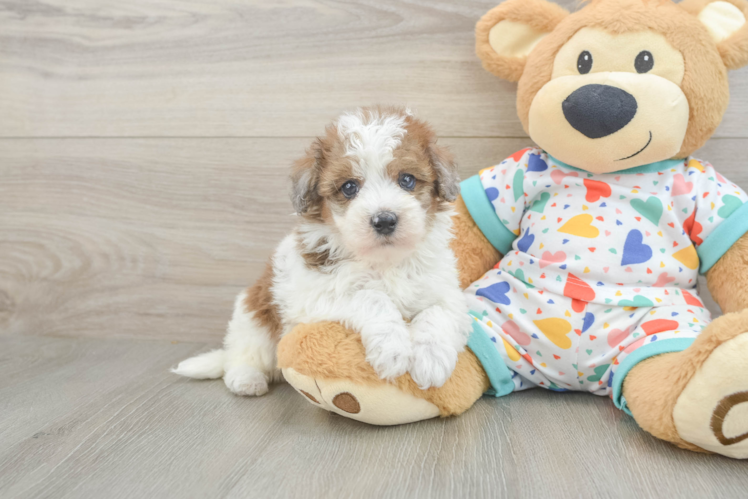 Havapoo Puppy for Adoption