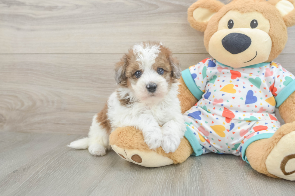 6 week old Havapoo Puppy For Sale - Puppy Love PR