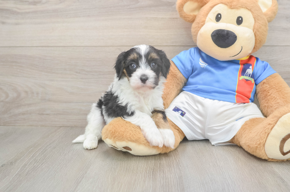 5 week old Havapoo Puppy For Sale - Puppy Love PR