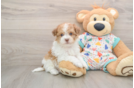 Cute Havapoo Baby