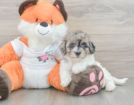 9 week old Havapoo Puppy For Sale - Puppy Love PR