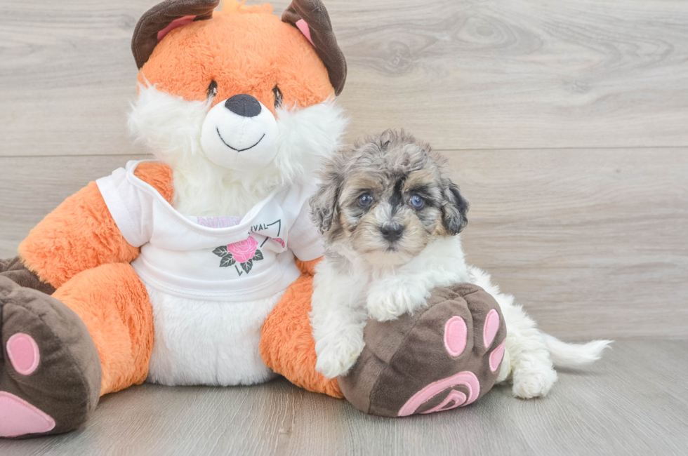 5 week old Havapoo Puppy For Sale - Puppy Love PR