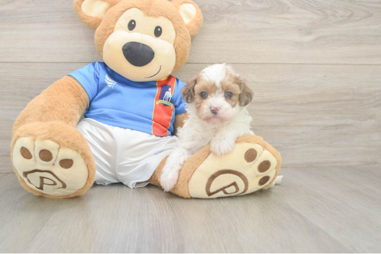 Petite Havapoo Poodle Mix Pup