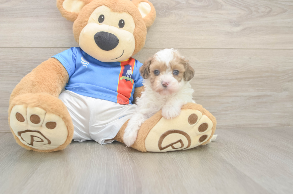 5 week old Havapoo Puppy For Sale - Puppy Love PR