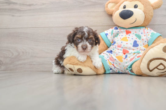 Havapoo Puppy for Adoption