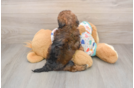 Adorable Havadoodle Poodle Mix Puppy