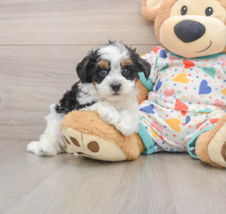 8 week old Havapoo Puppy For Sale - Puppy Love PR