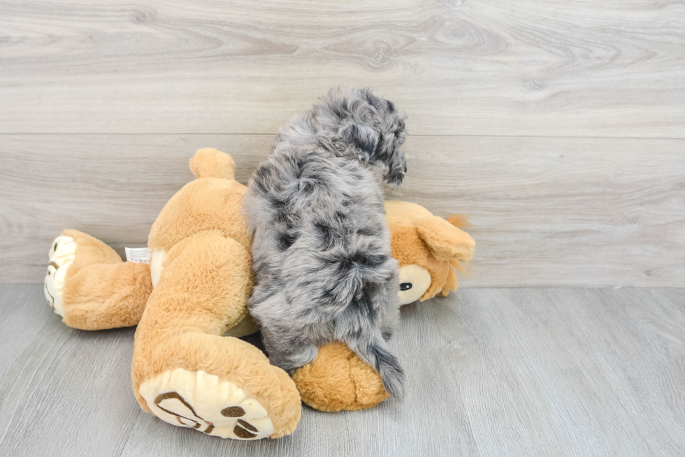 Havapoo Pup Being Cute