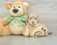 8 week old Havapoo Puppy For Sale - Puppy Love PR