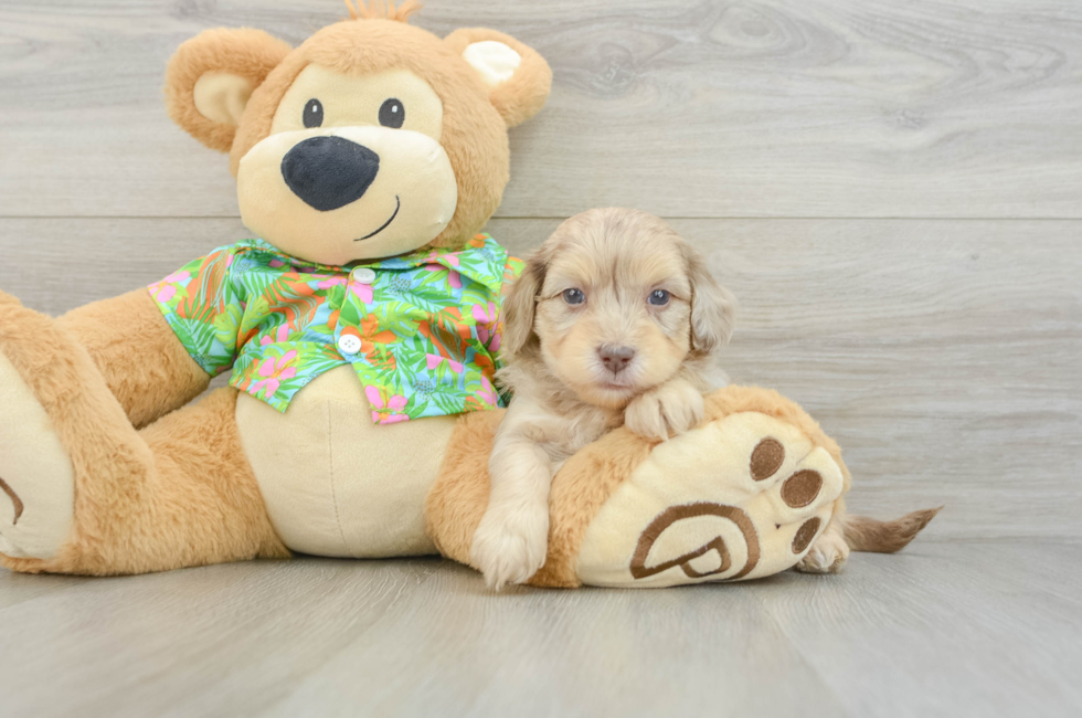 5 week old Havapoo Puppy For Sale - Puppy Love PR