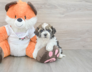 8 week old Havapoo Puppy For Sale - Puppy Love PR