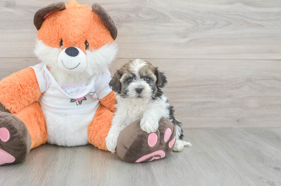 5 week old Havapoo Puppy For Sale - Puppy Love PR