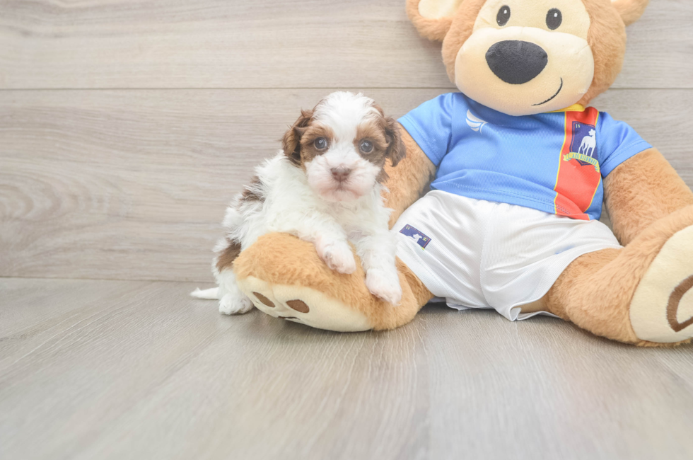 5 week old Havapoo Puppy For Sale - Puppy Love PR