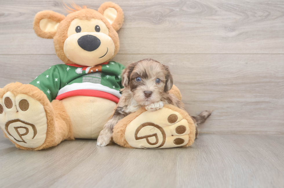 5 week old Havapoo Puppy For Sale - Puppy Love PR