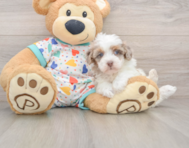 8 week old Havapoo Puppy For Sale - Puppy Love PR